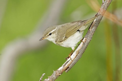 Arctic Warbler (Phylloscopus borealis), Finnmark, Norway