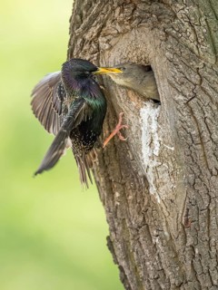 Common Starling (Sturnus vulgaris) feeding young in nest hole, Rhineland-Palatinate, Germany