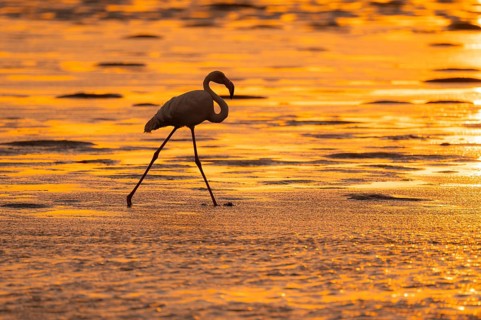 Pink flamingo (Phoenicopterus roseus) against the light, sunset, lagoon at Walfish Bay, Erongo,
