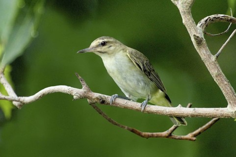 Black-whiskered Vireo (Vireo altiloquus), Texas, USA