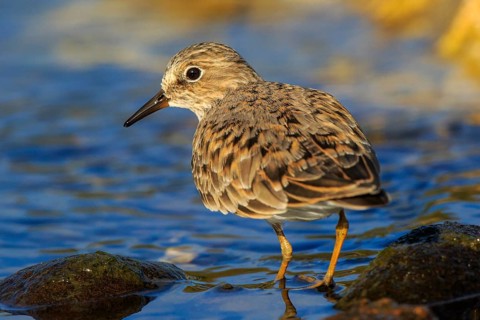 Temminck's Stint (Calidris temminckii), Greece