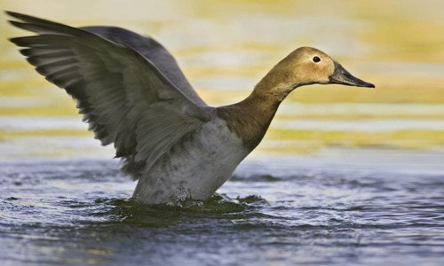 Canvasback (Aythya valisineria) female, Arizona, USA