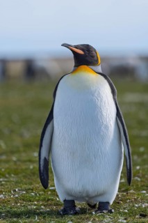 King penguin (Aptenodytes patagonicus), adult standing on grass with eyes closed, Volunteer Point,