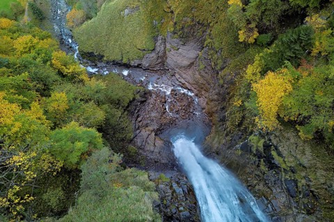 Autumn-coloured sycamore maple (Acer pseudo plantanus), at the Diesbach waterfall, Canton Glarus,