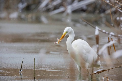 Great White Egret (Egretta alba) Germany