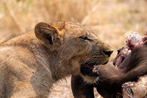 Lioness (Panthera leo) feeding on the carcass of a dead Cape buffalo, Moremi Game Reserve, Botswana