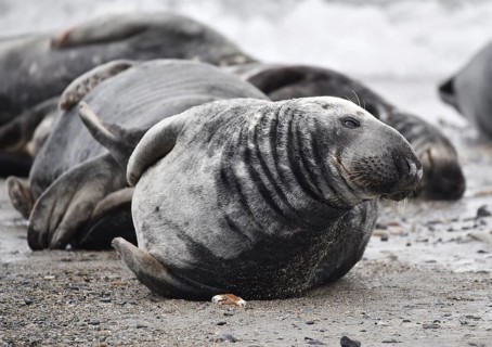 Grey seal (Halichoerus grypus) on the beach of Heligoland, Schleswig-Holstein, Germany