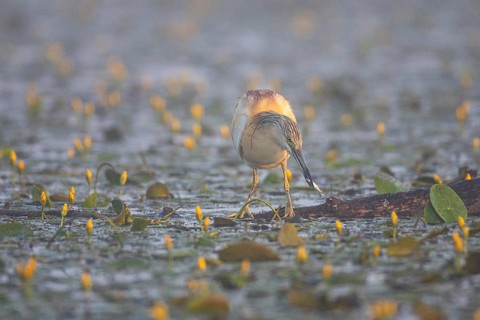 Squacco Heron (Ardeola ralloides) in the fog Hungary