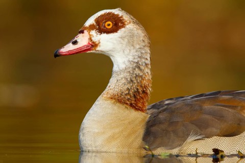 Egyptian Goose (Alopochen aegyptiaca), North Rhine-Westphalia, Germany