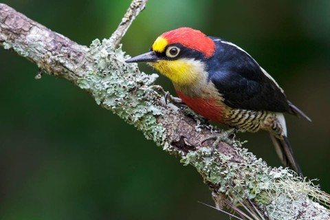Yellow-fronted Woodpecker (Melanerpes flavifrons) perched on a branch in the Atlantic rainforest of