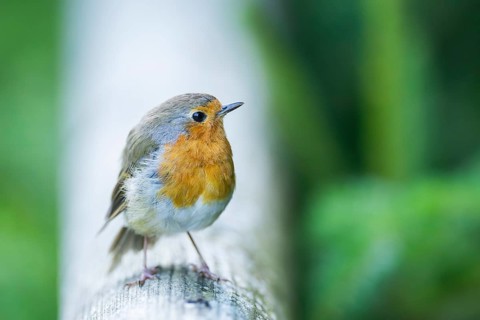 European robin (Erithacus rubecula) sitting on a wood, Bavaria, Germany
