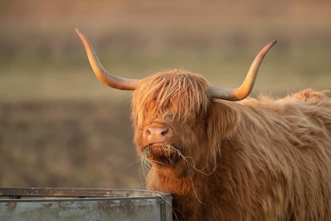 Highland cow or cattle (Bos taurus taurus) adult farm animal feeding or grazing on grass, England,