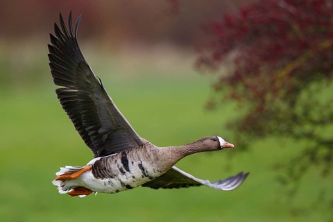 Greater White-fronted Goose (Anser albifrons) flying, North Rhine-Westphalia, Germany