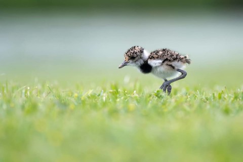 Bronze Lapwing (Vanellus chilensis) chicks in a meadow, Entre Rios, Argentina