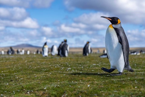King penguin (Aptenodytes patagonicus), adult bird striding across grassy area, other penguins of