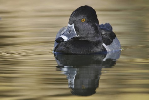 Ring-necked Duck (Aythya collaris) male, Arizona, USA