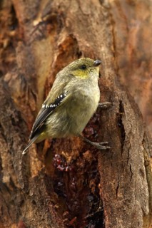 Forty-spotted Pardalote (Pardalotus quadragintus), Tasmania, Australia