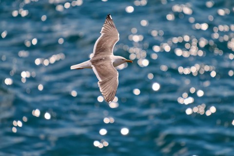 Seagull hovering gracefully over the glittering ocean, Great Black-backed Gull (Larus marinus),