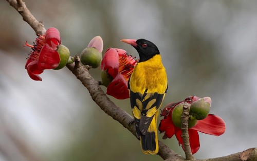 Black-hooded Oriole (Oriolus xanthornus) perched near a red flower, sreepur, Gazipur, bangladesh