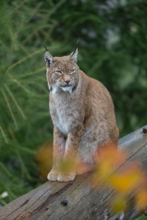 One Eurasian lynx, (Lynx lynx), sitting on fallen dead tree with a green natural background and
