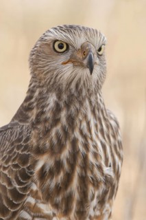 Pale Chanting Goshawk (Melierax canorus) juvenile, Northern Cape, South Africa