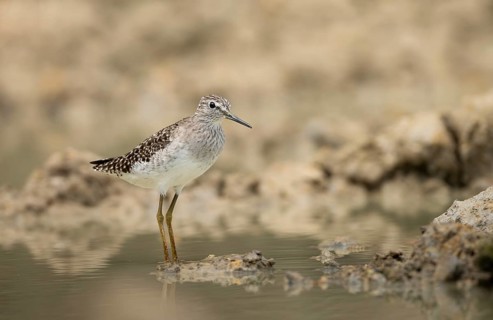 Wood Sandpiper (Tringa glareola) standing on muddy ground, sreepur, Gazipur, bangladesh