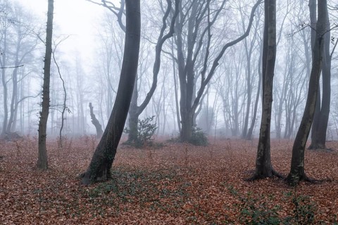 Beech forest (Fagus sylvatica) in the fog, Emsland, Lower Saxony, Germany