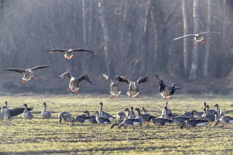 Bean geese (Anser fabalis), Emsland, Lower Saxony, Germany