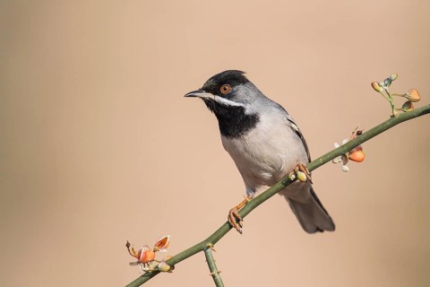 Rüppell's Warbler (Sylvia ruppeli) male, Eilat, Israel