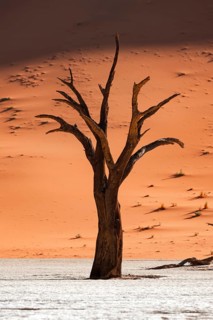 Dead camel thorn trees (Vachellia erioloba), red sand dunes, white salt pan, Dead Vlei, Sossusvlei,