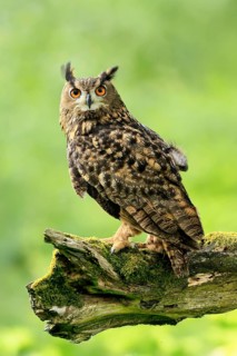 Eurasian Eagle-owl (Bubo bubo), adult, perch, vigilant, in summer, Wisdom, Šumava, Czech Republic