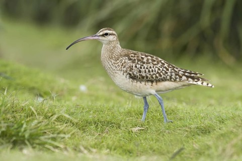 Bristle-thighed Curlew (Numenius tahitiensis), Hawaii, USA