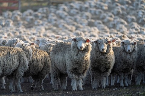 Domestic sheep (Ovis gmelini aries), flock with unshorn wool standing in the pen on an estancia,