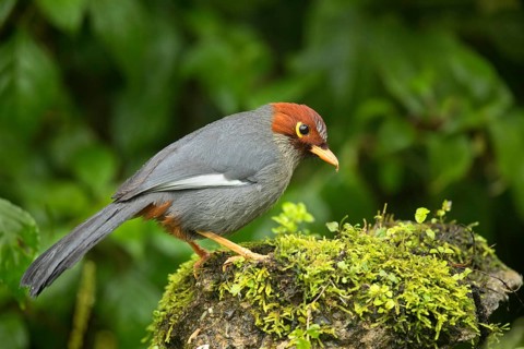 Chestnut-hooded Laughingthrush (Garrulax treacheri) perched on mossy ground, Sabah, Malaysia
