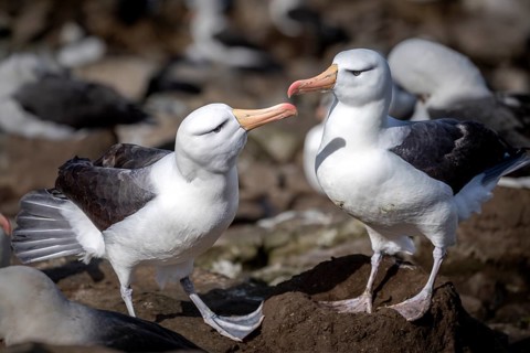 Black-browed albatross (Thalassarche melanophris), pair standing on ground nest in breeding colony,