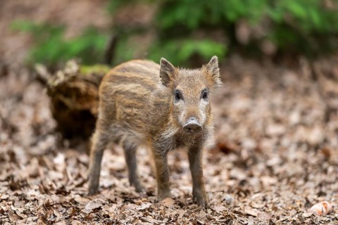 Wild boar (Sus scrofa) piglet standing in a forest, Bavaria, Germany