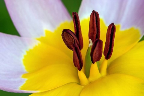 Purple-yellow tulips, rock tulip (Tulipa saxatilis), wild tulip, flower, blooming, macro photo,