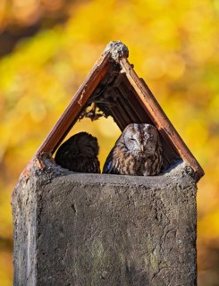 Tawny owl (Strix aluco) Male and female resting at the daytime roost in a chimney in the colourful