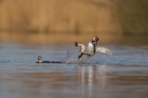 Great crested grebe (Podiceps cristatus) two adult male birds fighting on a lake with a female bird