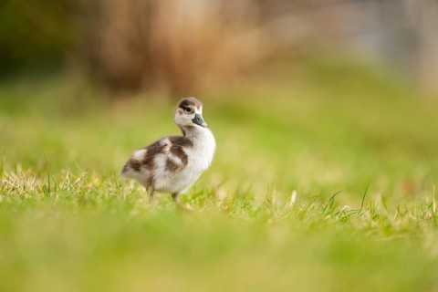 Egyptian goose (Alopochen aegyptiaca) cute chick on a meadow at the shore of a lake, Bavaria,