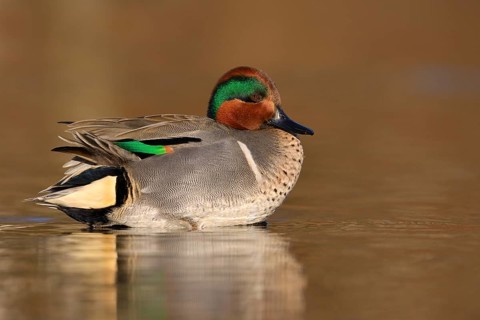 Green-winged Teal (Anas carolinensis) male, British Columbia, Canada