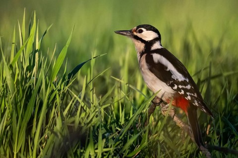 Great spotted woodpecker (Dendrocopos major) sitting on a branch in a meadow, Baden-Württemberg,