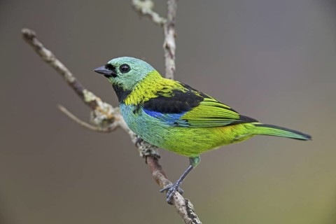 Green-headed Tanager (Tangara seledon)