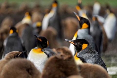 King penguins (Aptenodytes patagonicus), adults and juveniles in brown dun plumage in the breeding