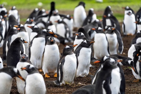 Gentoo penguins (Pygoscelis papua), colony at breeding site, Volunteer Point, East Falkland,