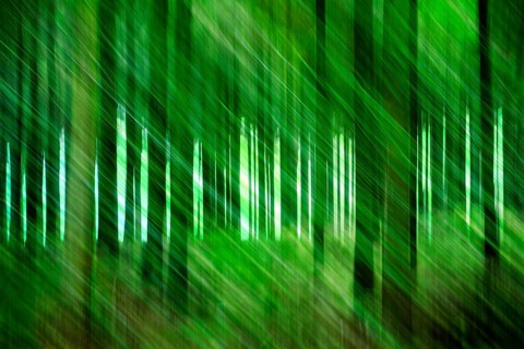 Atmospheric forest, abstract structures, wiping effect, bulb exposure