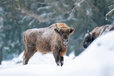 European bison (Bison bonasus) or Wisent standing on a meadow next to the forest in winter, snow,
