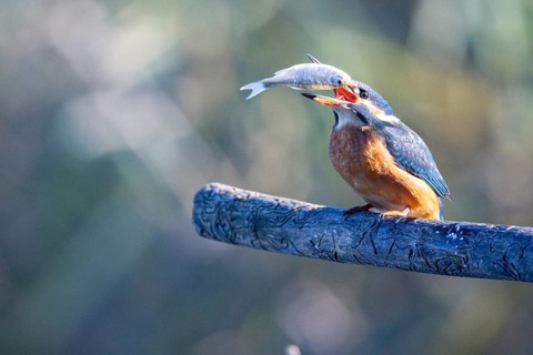 Kingfisher (Alcedo atthis) wbl Germany