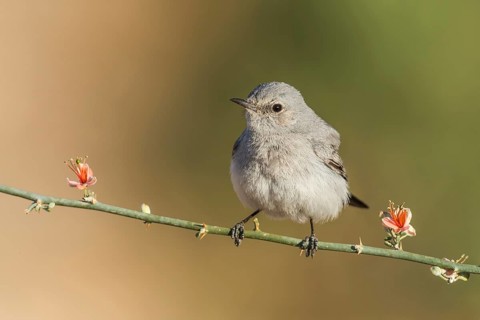 Blackstart (Oenanthe melanura), Eilat, Israel