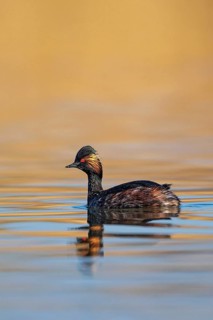 Black-necked Grebe (Podiceps nigricollis) adult bird in splendid plumage with intense red eyes